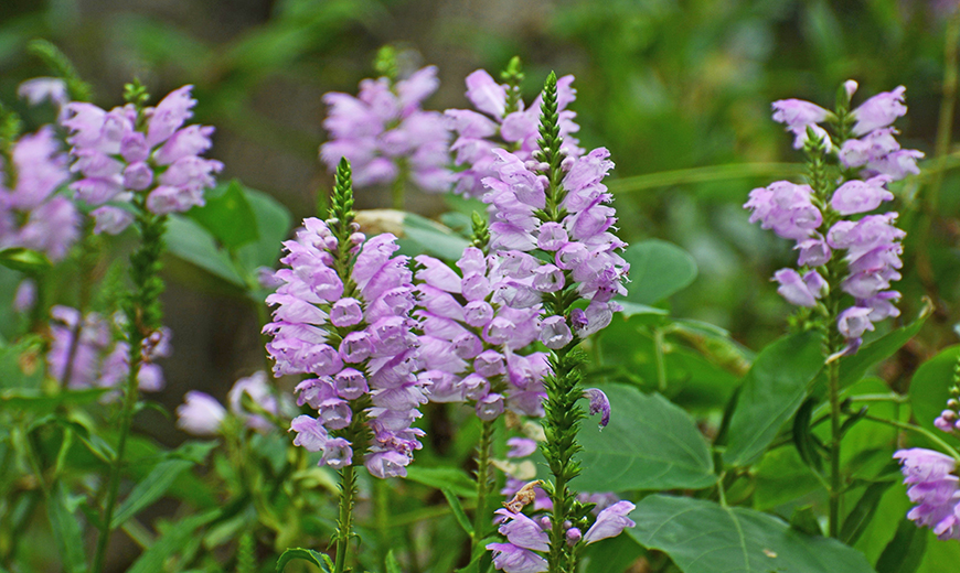 Obedient Flowers