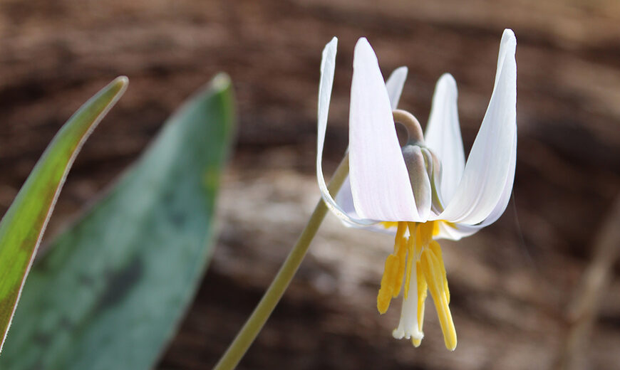 Trout Lily