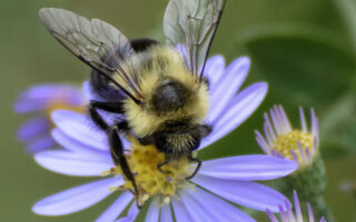 Bee Pollinating Flower