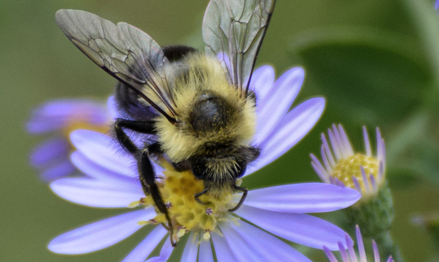 Bee Pollinating Flower