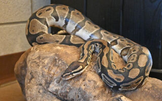 Paul the Ball Python Paul the Ball Python
