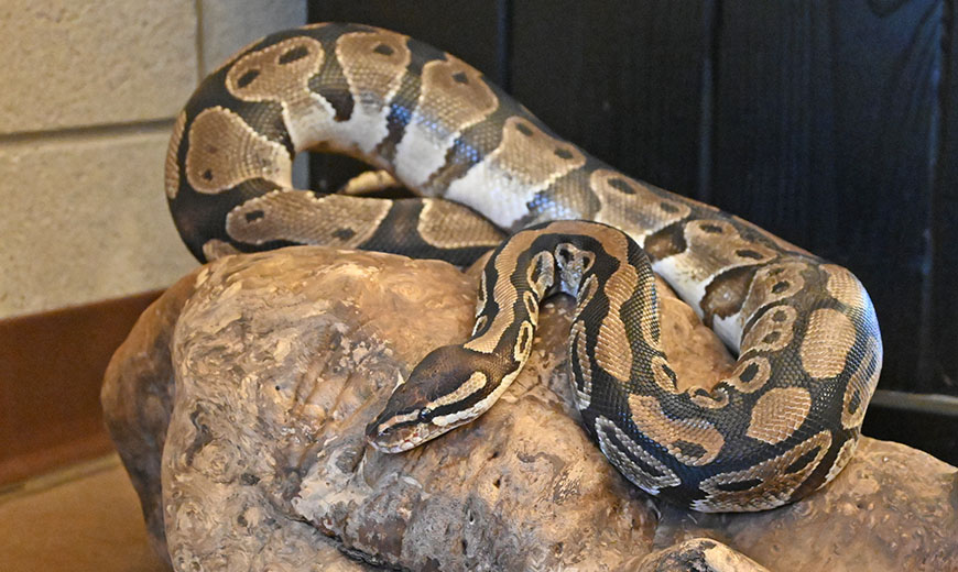 Paul the Ball Python